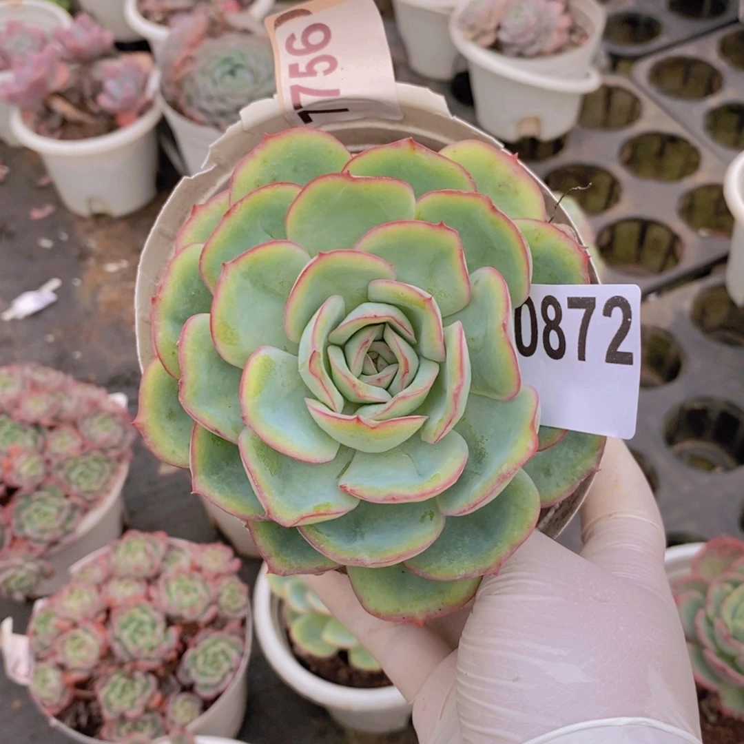 0872晨露老桩一物一拍