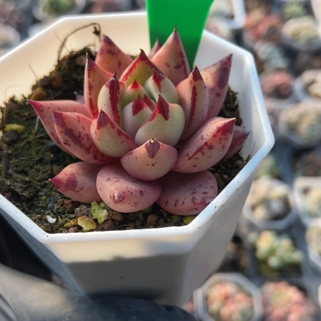 745罗宾多肉植物多肉