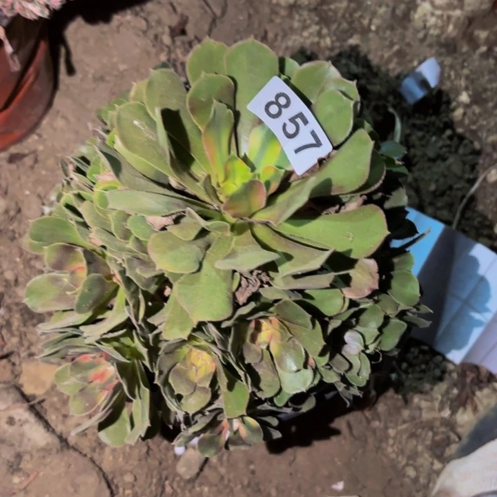 857香妃多肉植物不售后