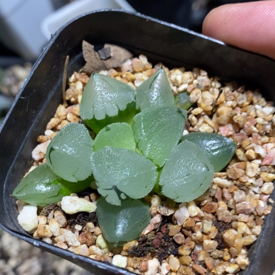 冰鸾玉一颗 开播福利