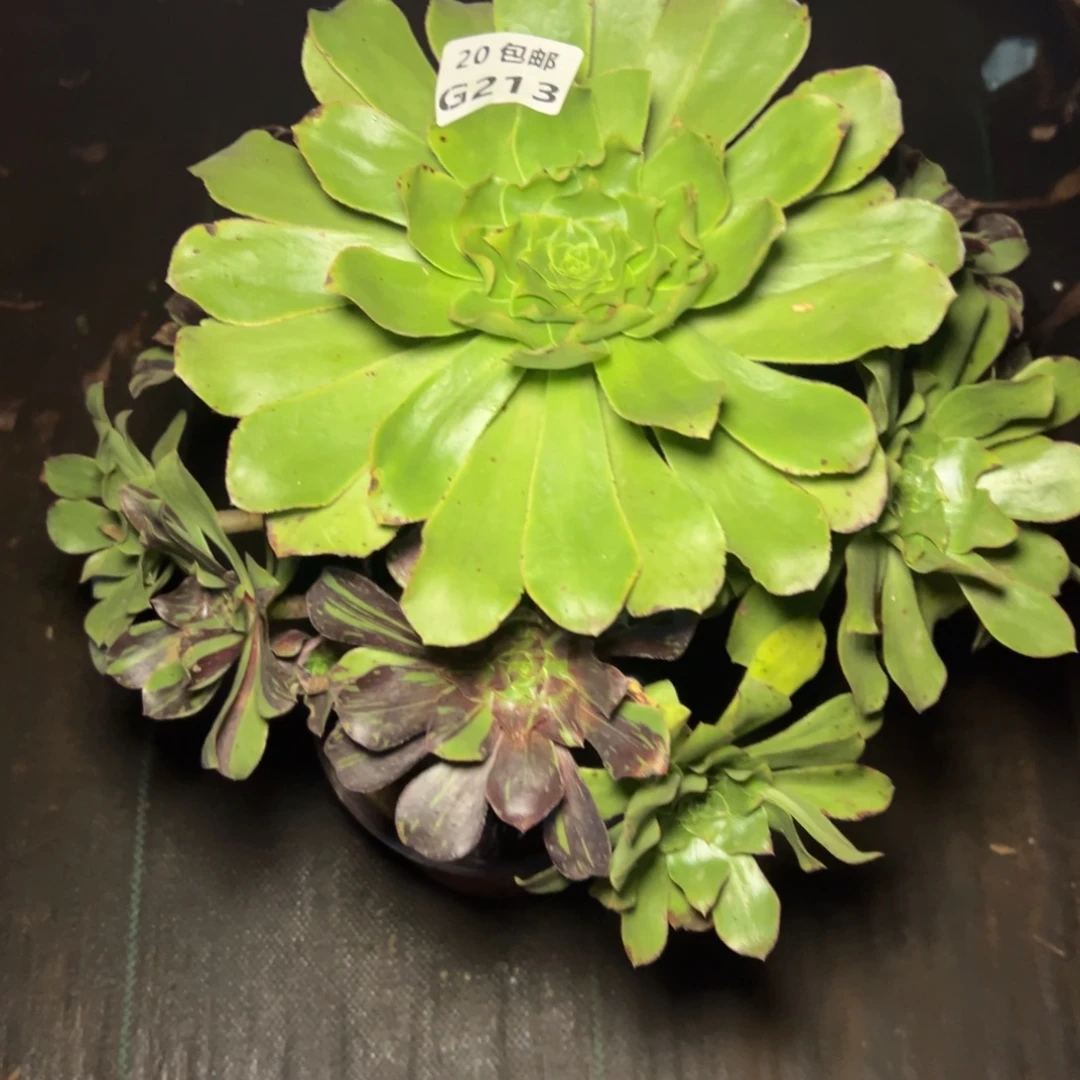 213花斑鹿，多肉法师
