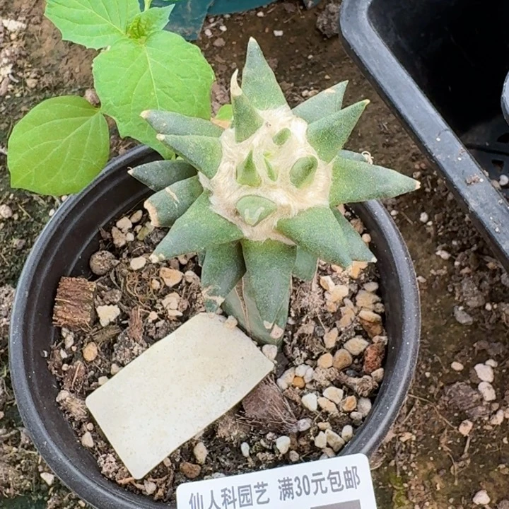 无花朵哗***流福利苗接龙牙717