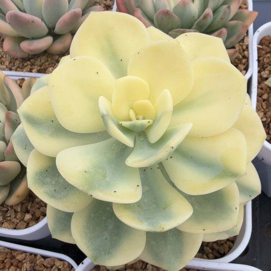 白月光锦潜力股一颗