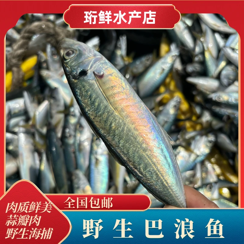 巴浪鱼海捕新鲜冷冻大青皮小竹夹鱼蓝圆鰺刺鲅包邮