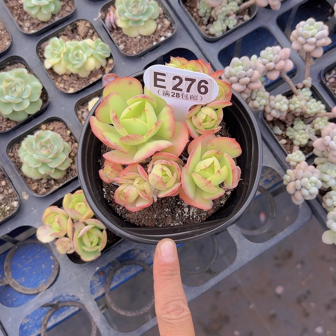 E276碧桃一物一拍