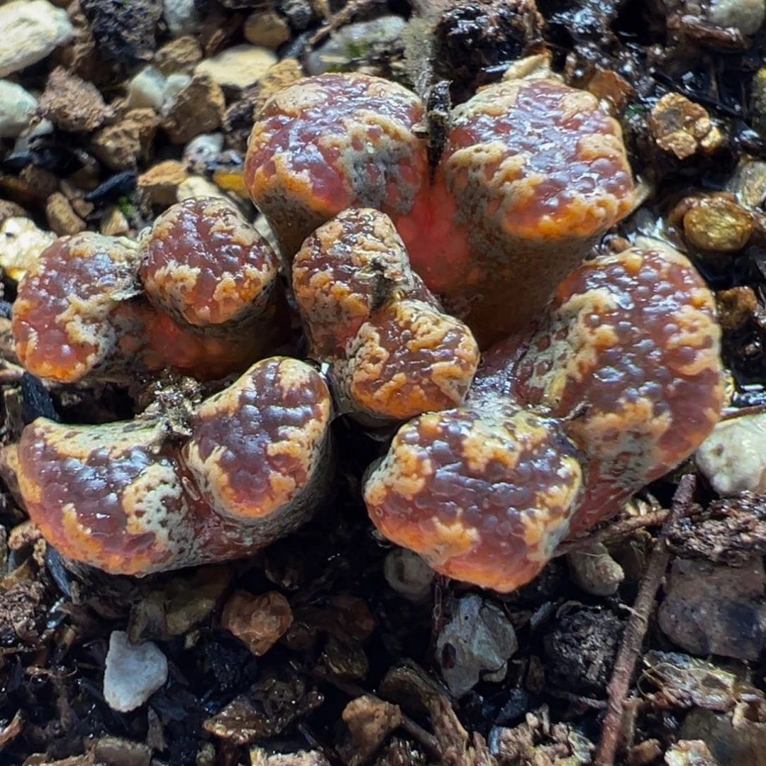 251多肉植物种类多样