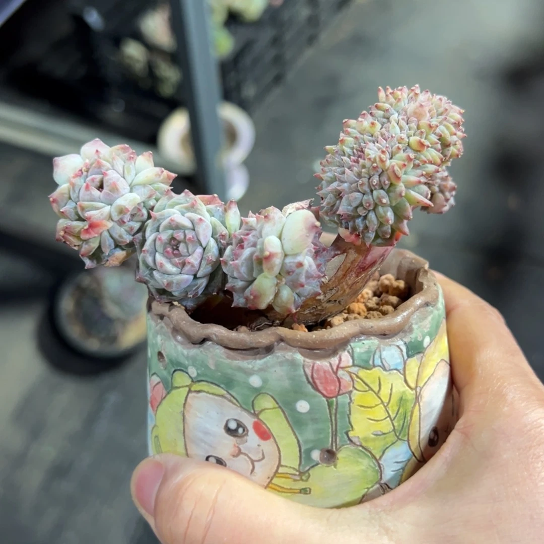 新年快乐 新年快乐 新年快乐