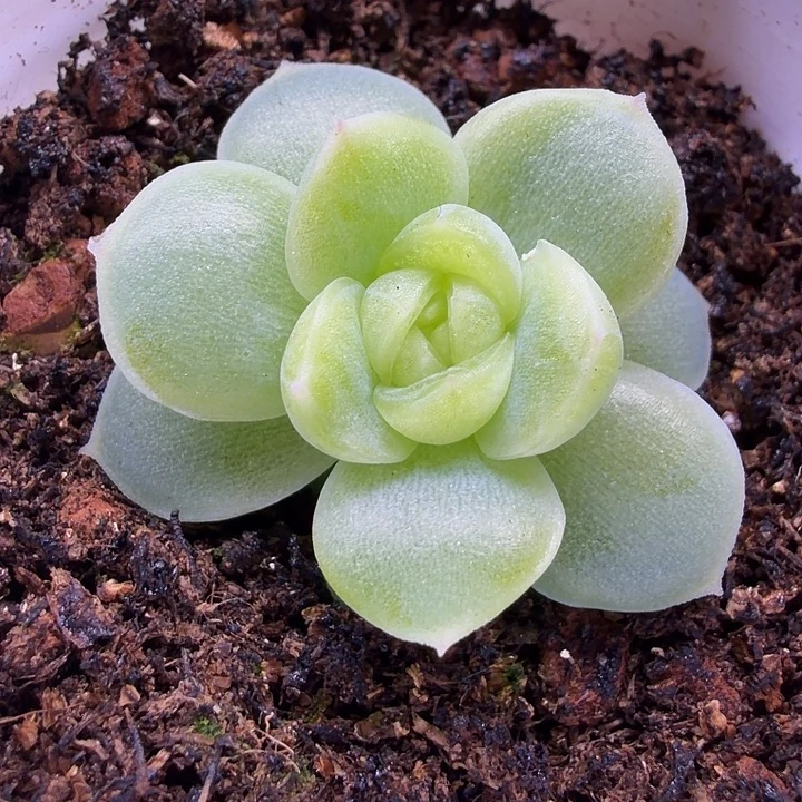 翡翠流星五公分盆口