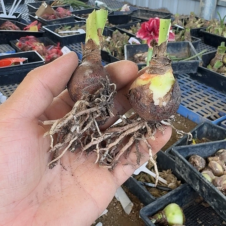 唐妃朱顶红一棵3左右