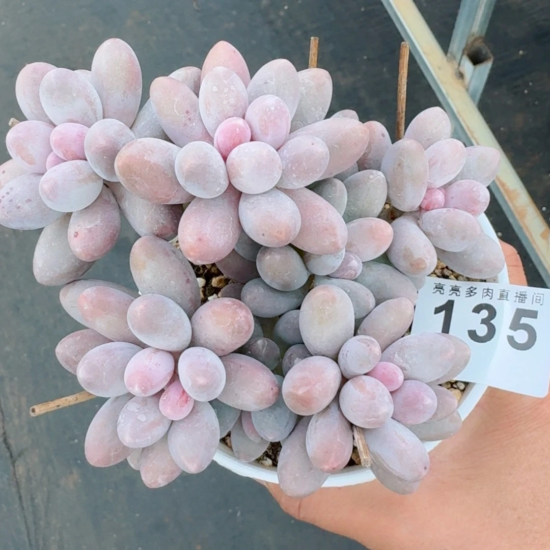 汤圆群生      愿你一路坦途，乘风破浪展宏图