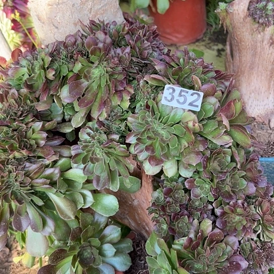 慧*多肉植物一个