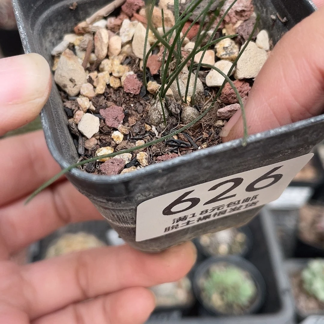 626水晶灯台百合（满18元包邮）