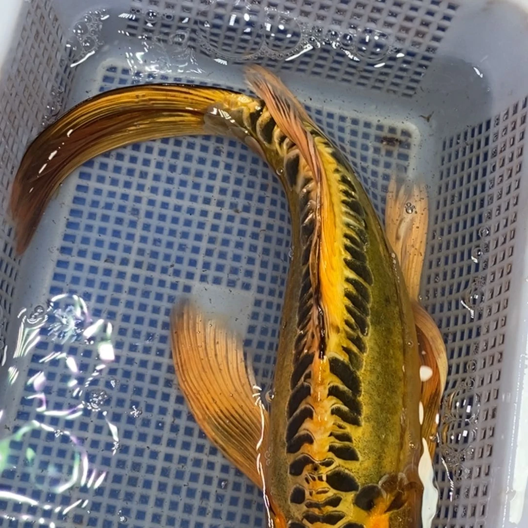 锦鲤冷水锦鲤包邮