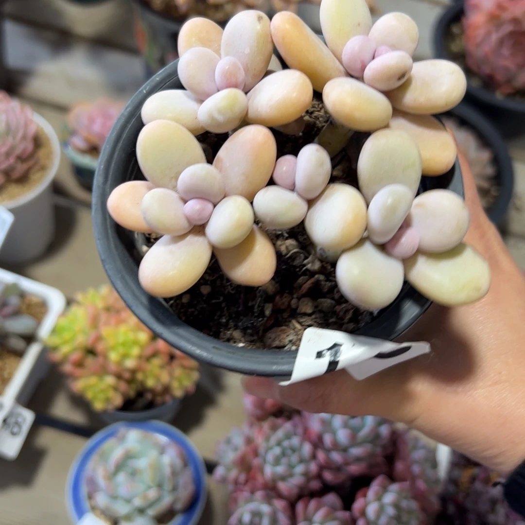 140 满38包邮一物一拍