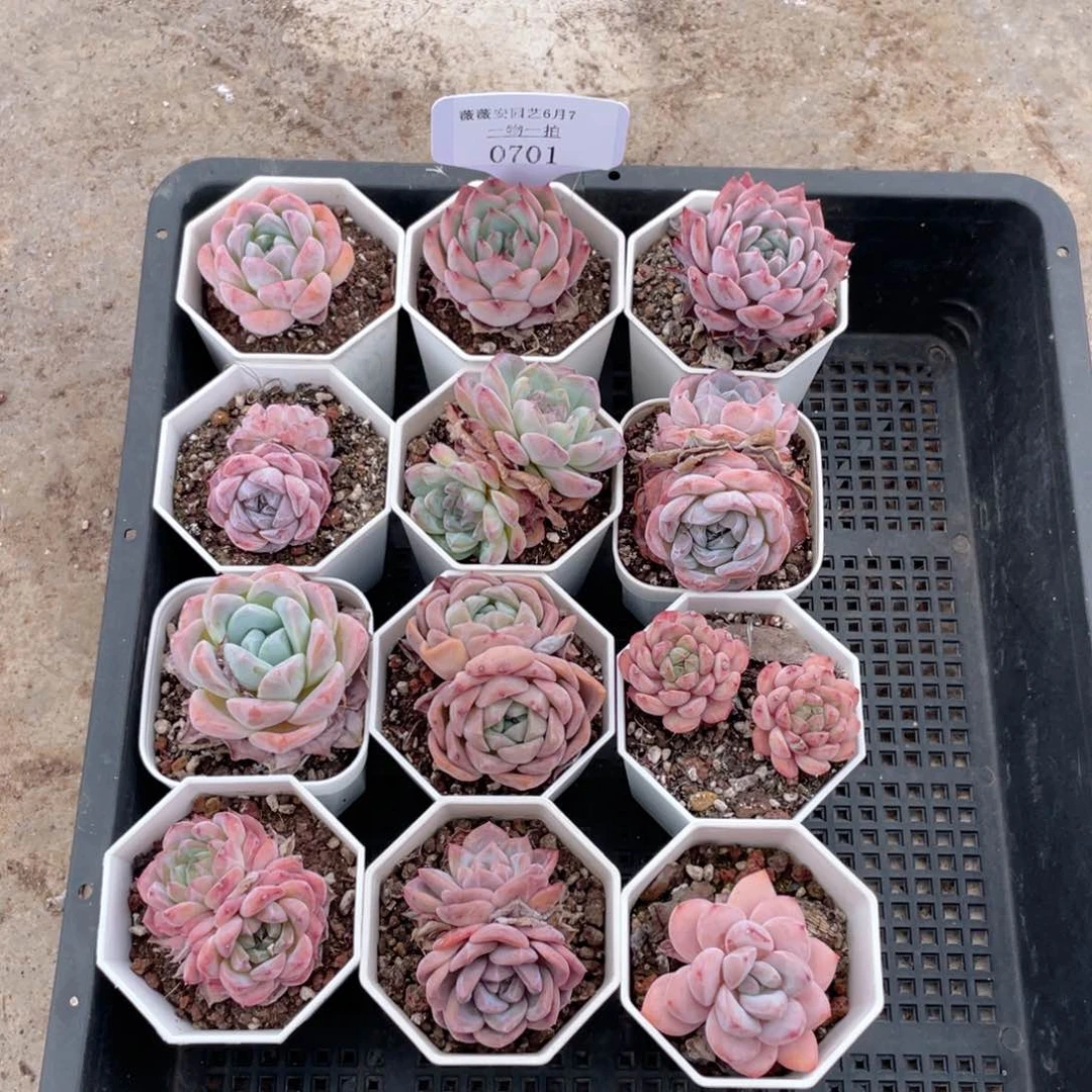 薇薇安园艺多肉0701