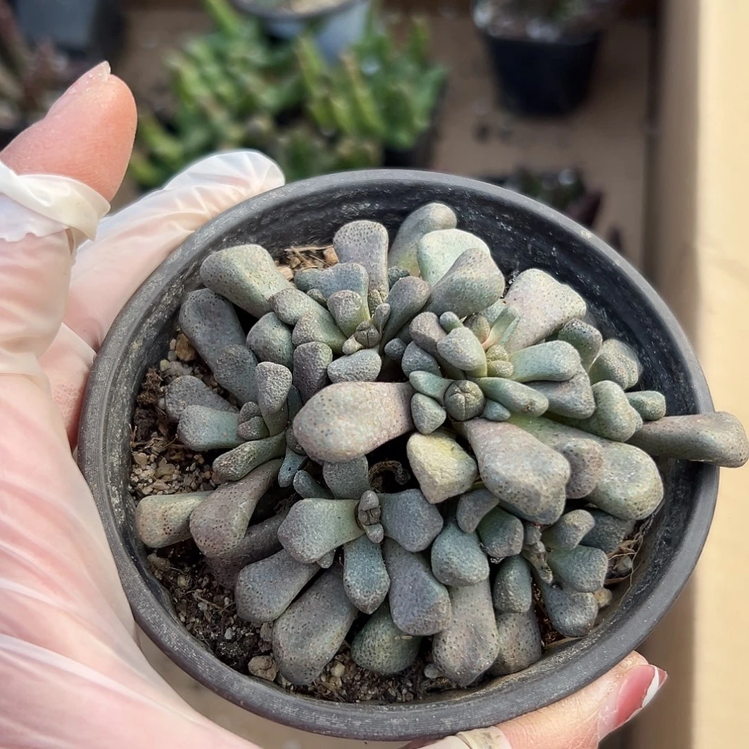 多肉植物唐扇开花