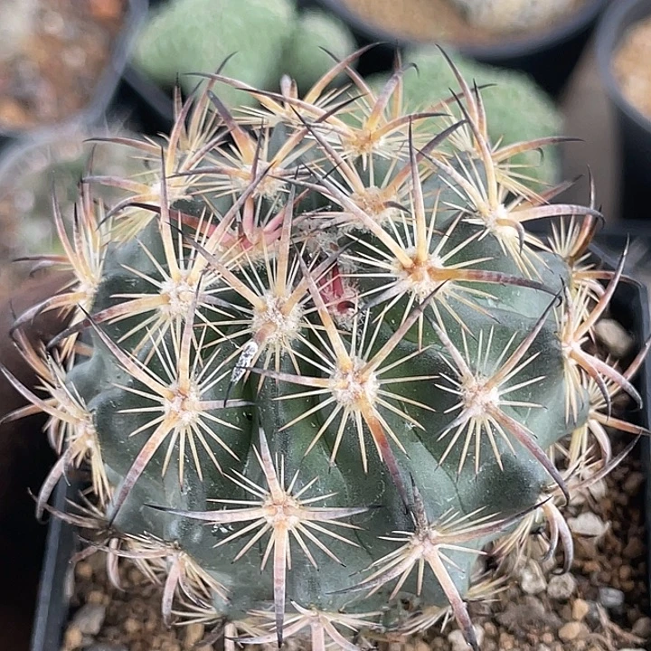 虎爪玉实生仙人球