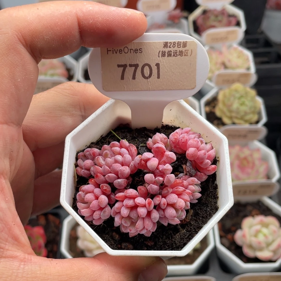 嘿***周娜娅小精灵7701-6厘米