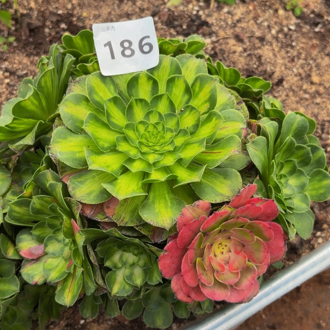 186多肉植物知否特价