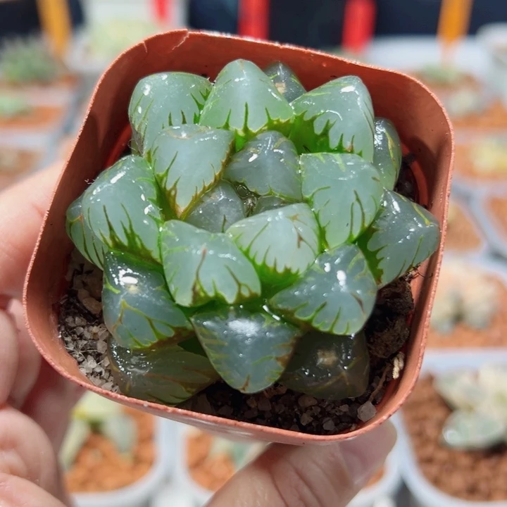 十二卷多肉I’m 玉露