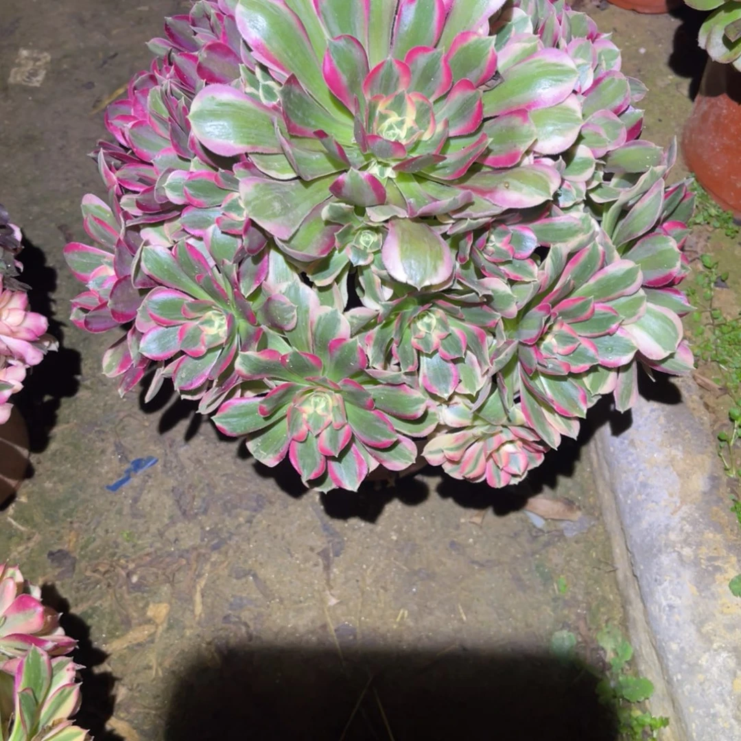 12-31-22粉女巫初恋