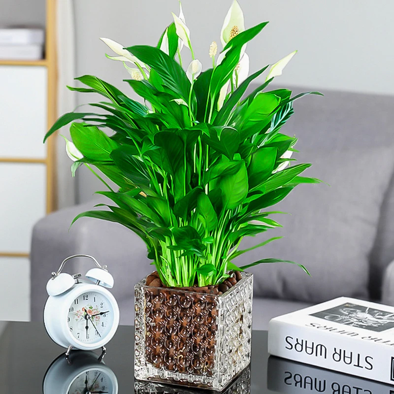 白掌一帆风顺盆栽水培绿植室内客厅植物四季常青好养花卉