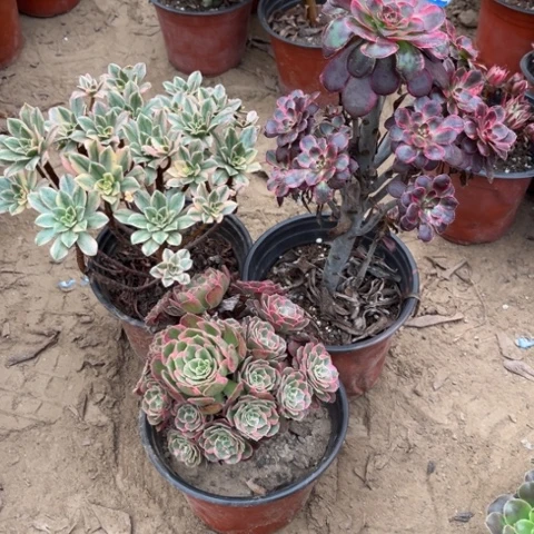 862多肉植物组合，