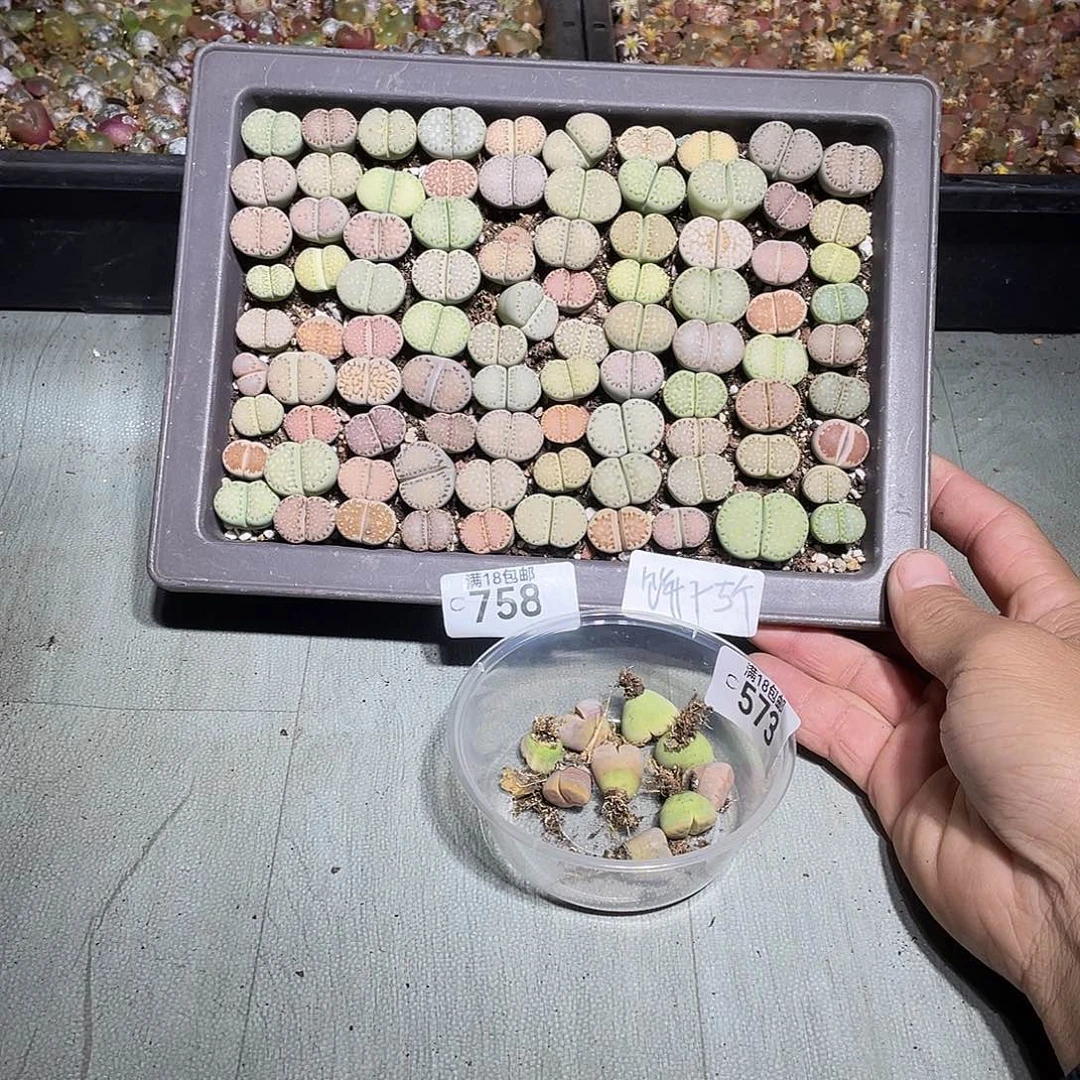 给***钟当天凑满十八元包邮758
