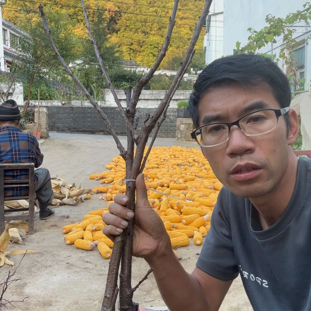 当前无花栽培后可以开花242