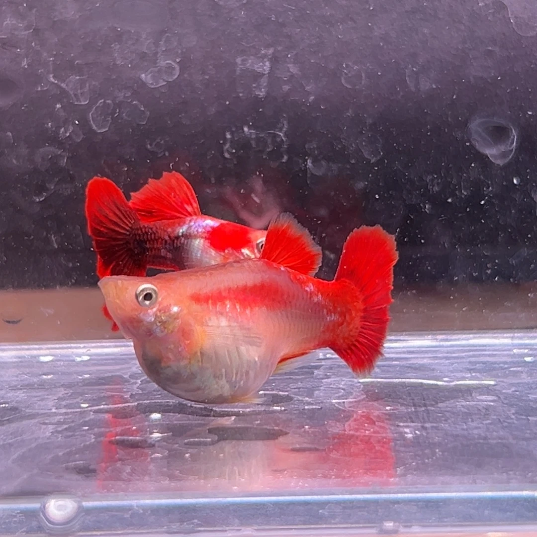 孔雀鱼黄暴球一对