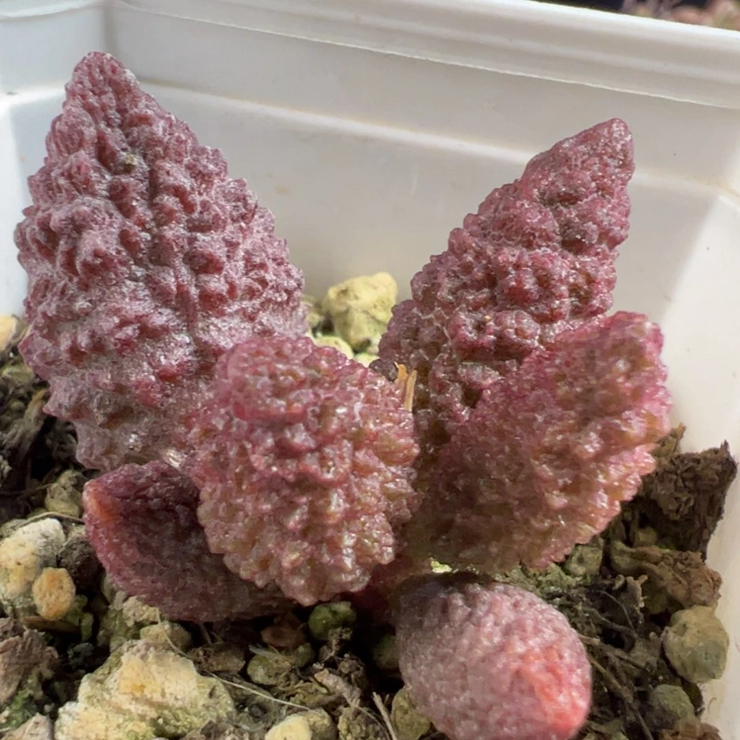 无花朵实生新品多肉植物水泡多肉植物