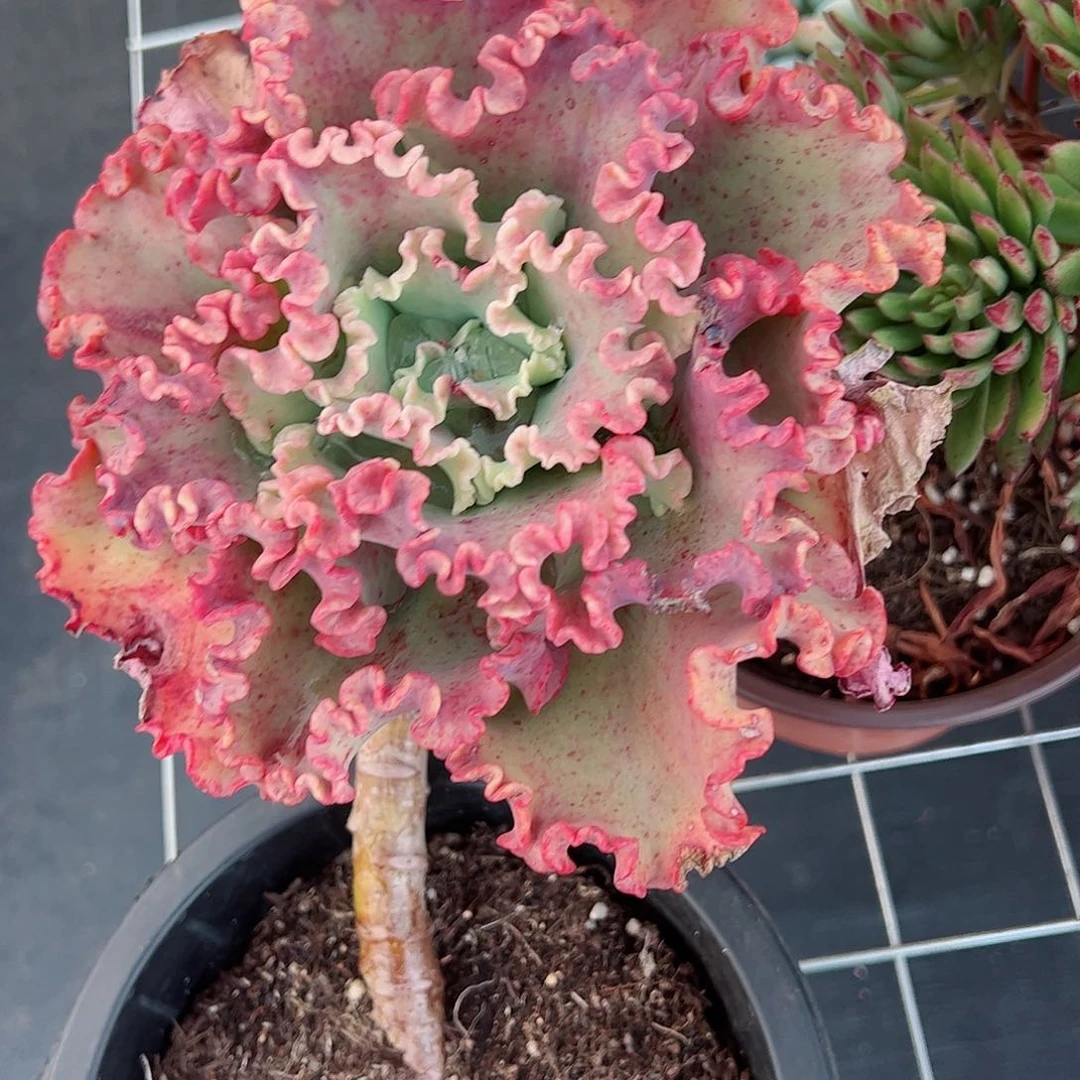 女王花笠大单头老桩