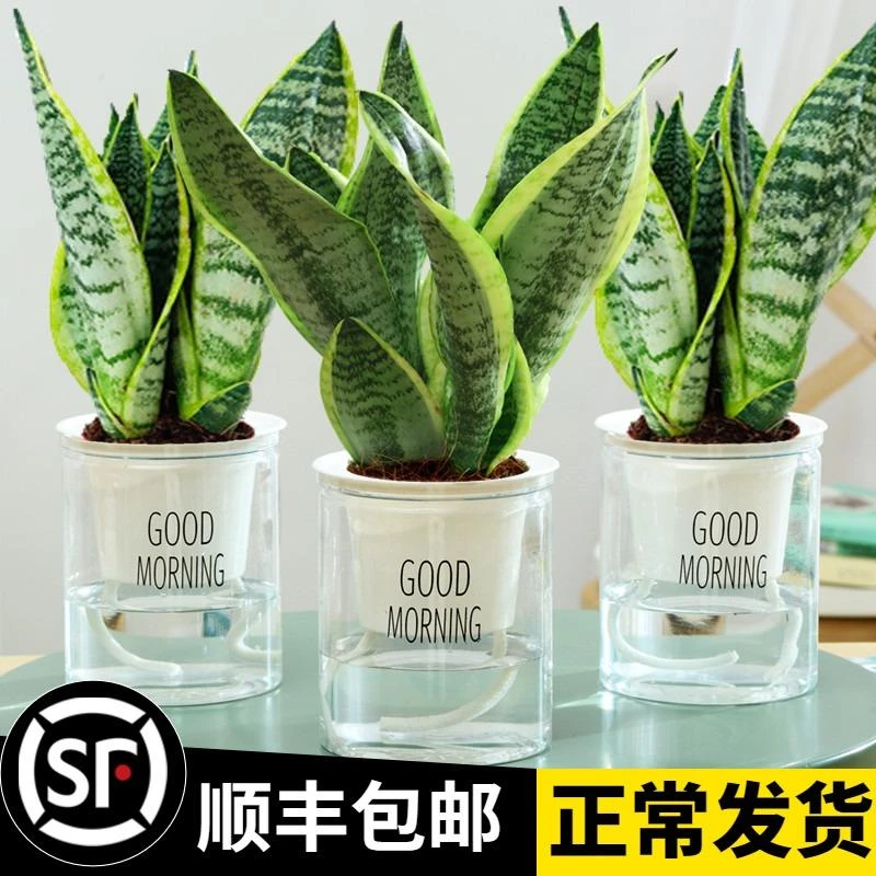 金边虎皮兰盆栽花卉多肉水培植物绿植室内吸办公室四季常青虎尾兰