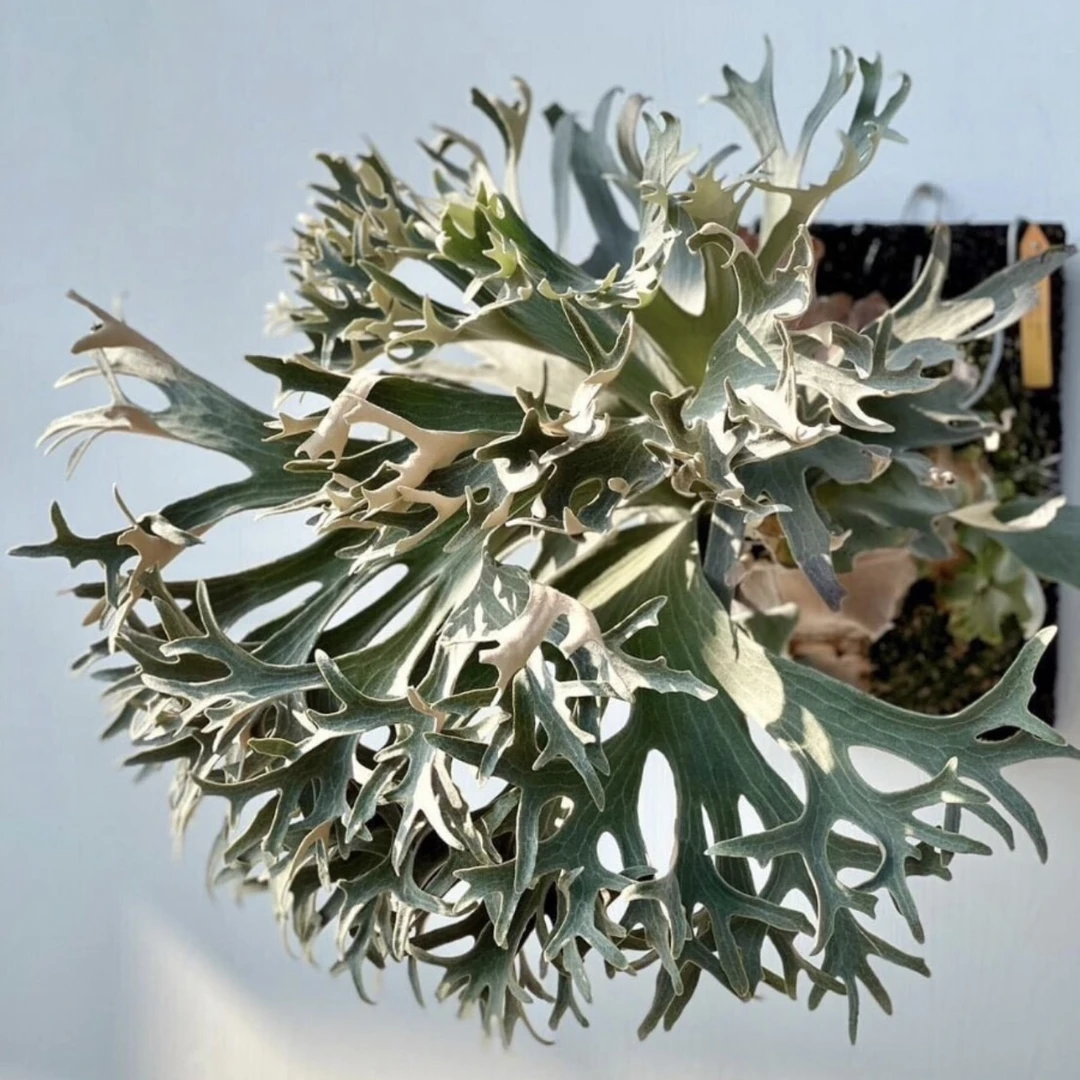 银华鹿角蕨孢子苗