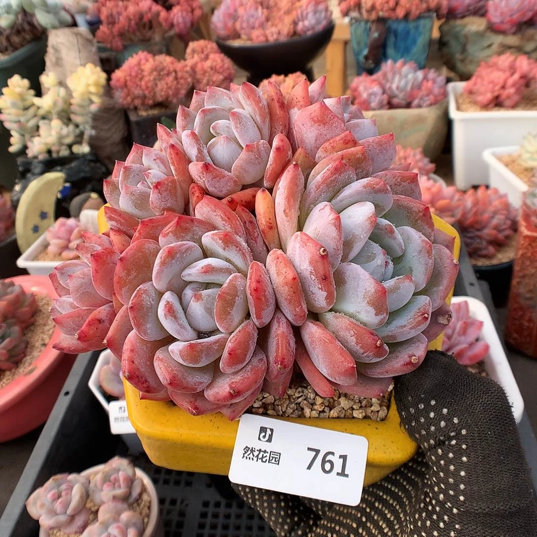761雪天使多肉植物666
