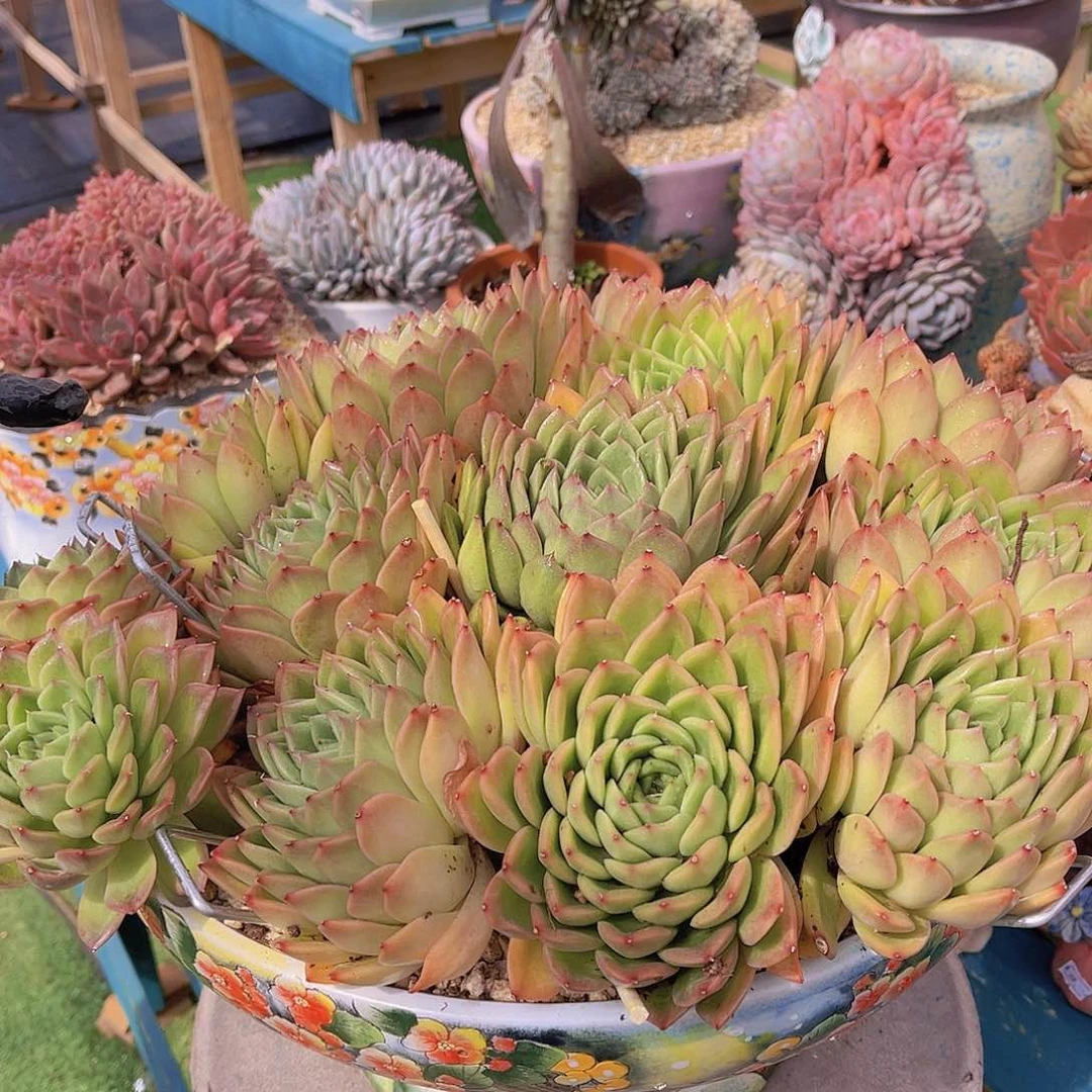 海*多肉杂交海姐带盆