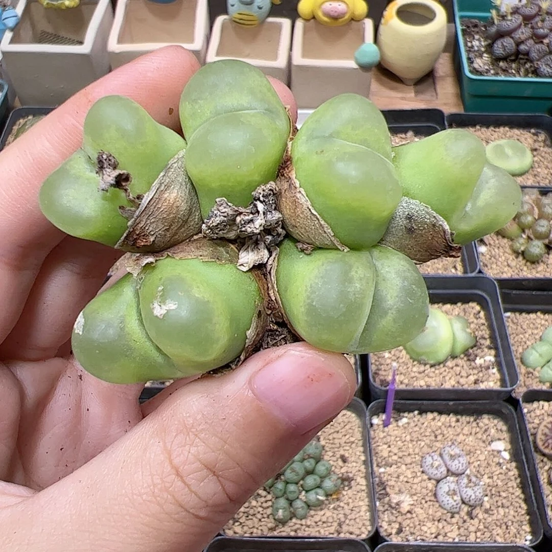 【闪购商品】176 福利群生