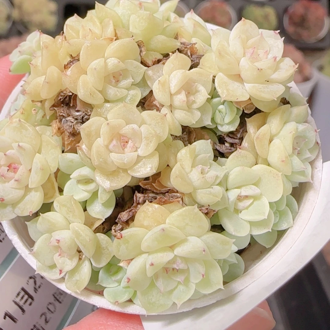 花语逸镜1128-284散