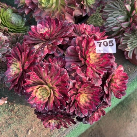 705月蝉朵朵多肉，