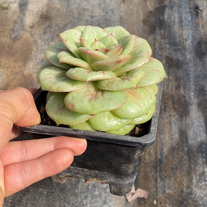 凸起多肉一样物品
