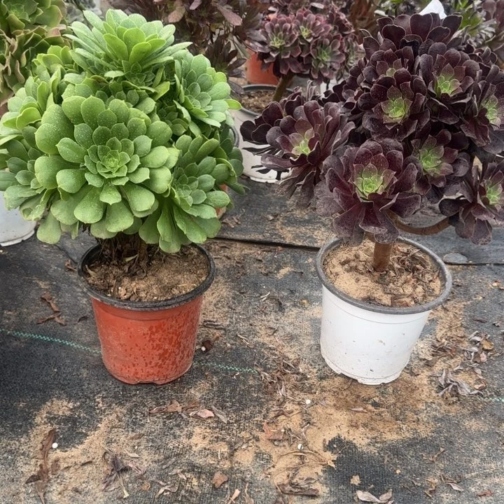 965绿杨蓉➕欧紫包邮。