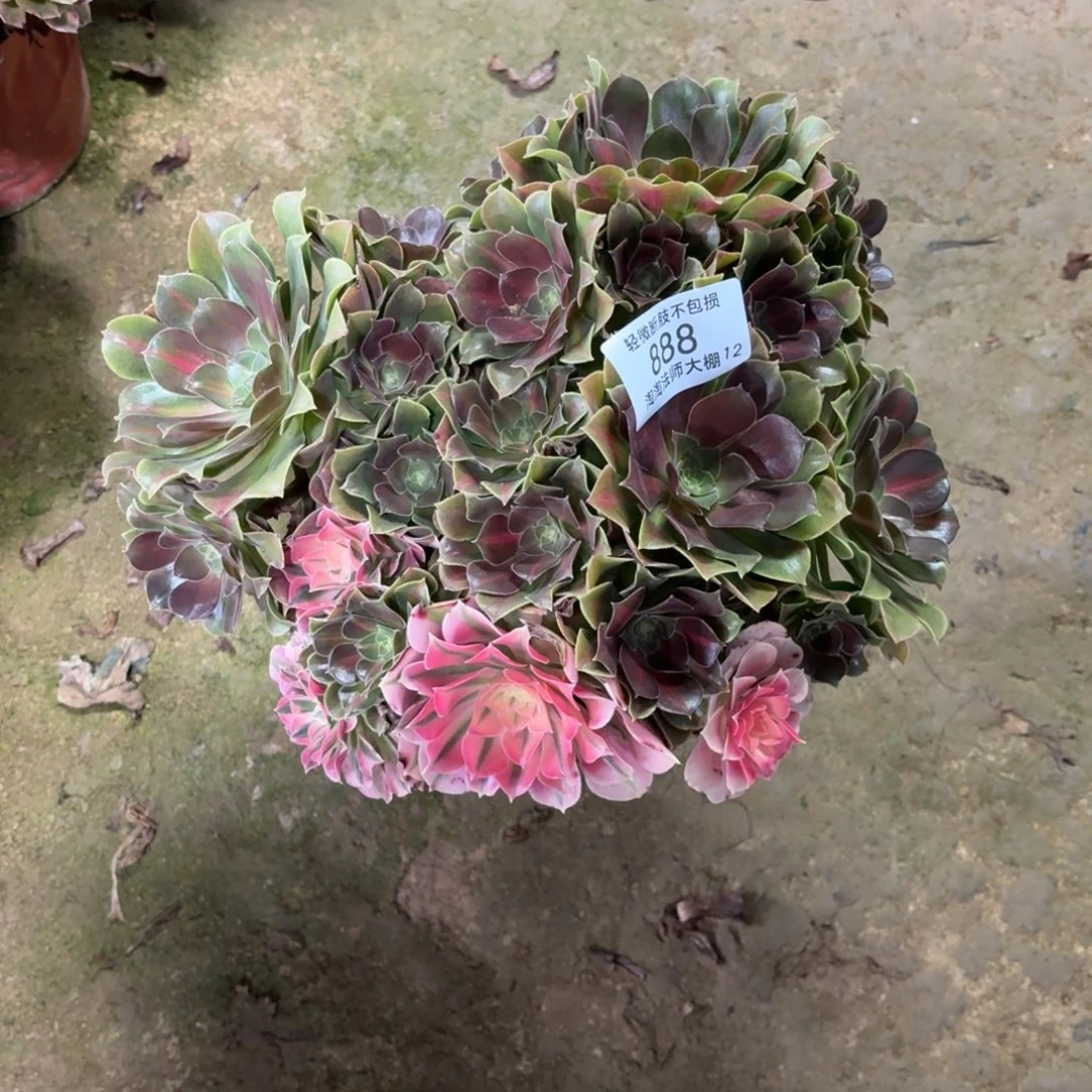 888粉女巫阴阳多肉植物