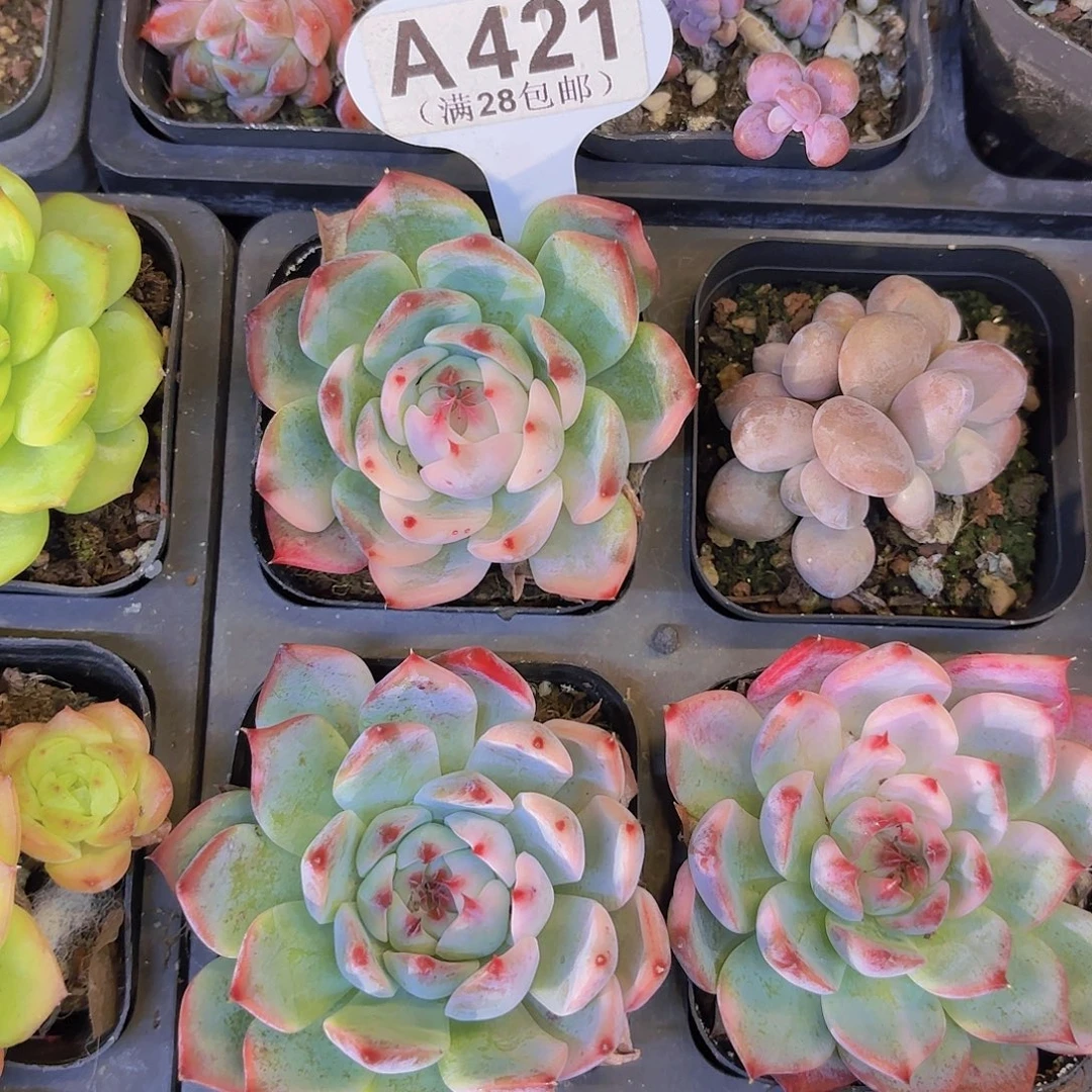 A421吉娃娃斤一物一
