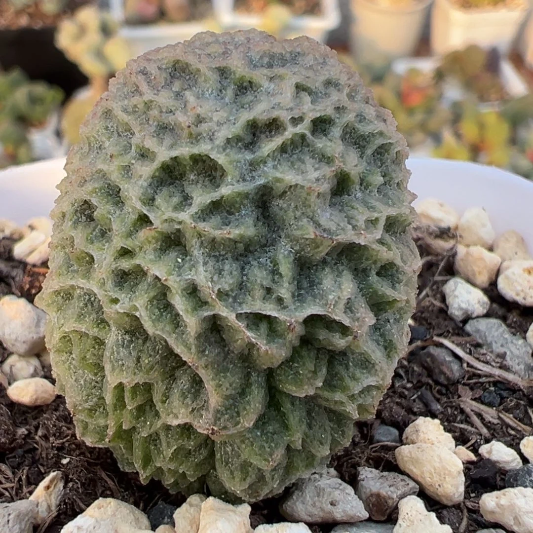 狂野洞穴实生新品大苗