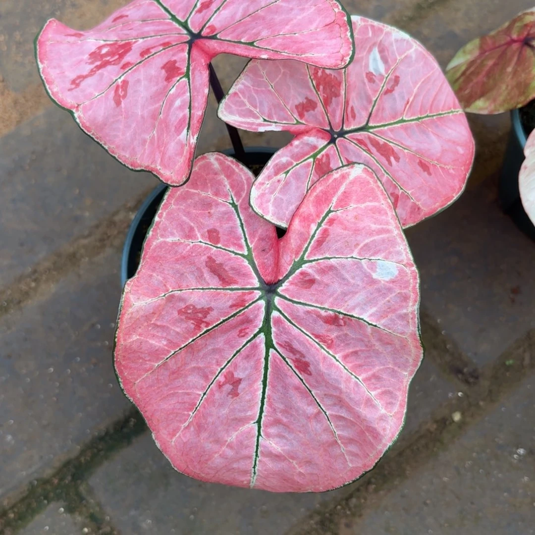 雅哈哈泰国31-1121