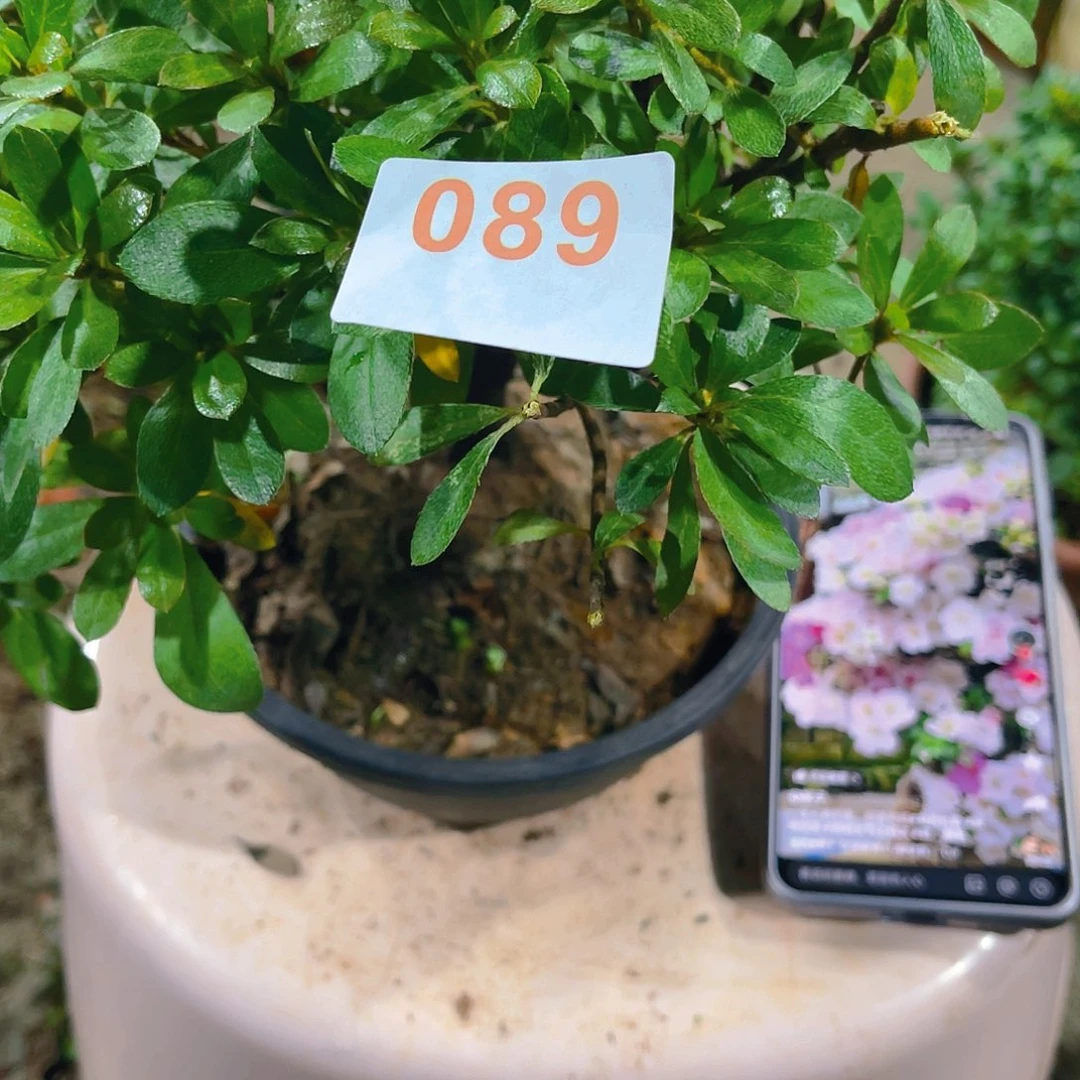 无花朵直播时间一直一直