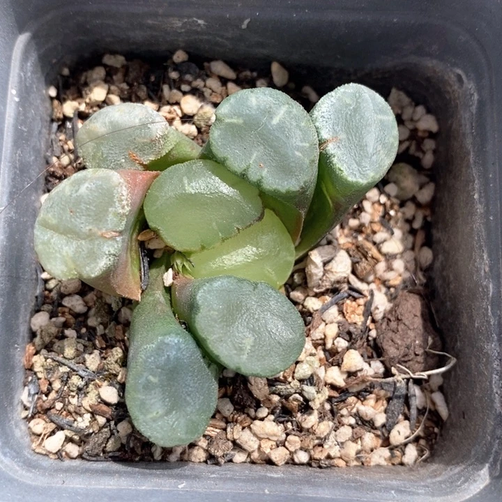 如****）2951 一颗福利