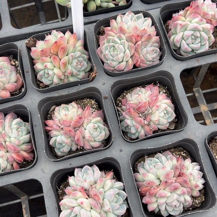 如梦令三头群一颗量拍多肉满20包邮初7发