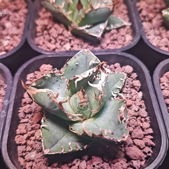 油猪仁王冠龙舌兰