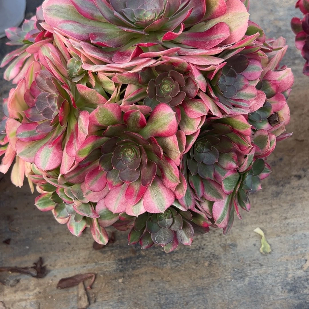 1.5-64雨荷多肉植物